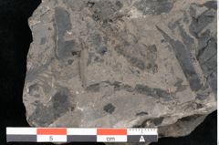 Foto (Detailansicht) von Pecopteris sp. (NHMW-GEO-2024-0188-10484)